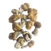 avalanche mushrooms