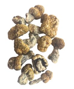 avalanche mushrooms
