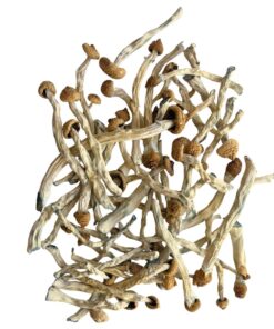 b+ mushrooms