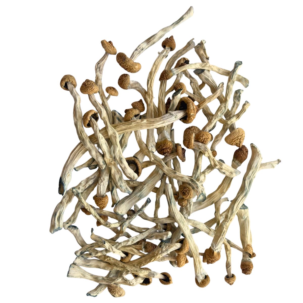 b+ mushrooms b+ mushrooms