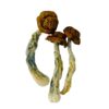 code blue mushrooms