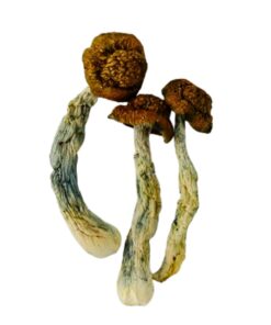 code blue mushrooms