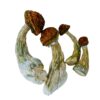 GOLD MEMBER gold member mushrooms