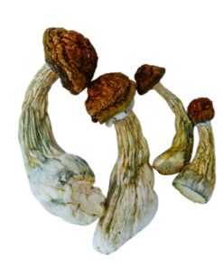 gold member mushrooms