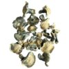 GREAT WHITE NORTH great white north mushrooms 600x600