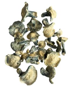 great white north mushrooms 600x600