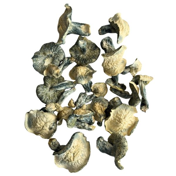 great white north mushrooms 600x600 great white north mushrooms 600x600