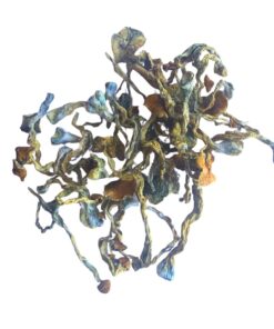 maria sabia magic mushroom