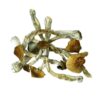 tidalwave mushroom cubensis shrooms