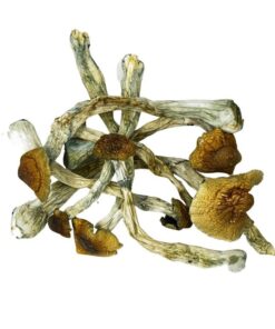 tidalwave mushroom cubensis shrooms