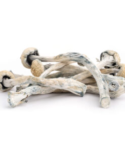 trinity mushroom
