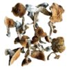 WAVY-Z wavy z mushrooms