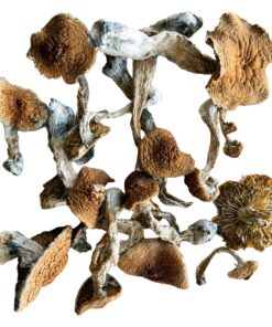 wavy z mushrooms