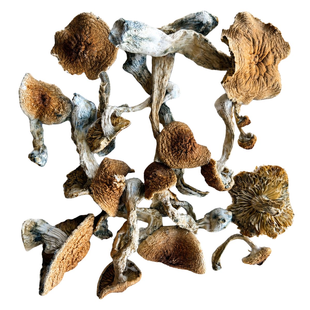 wavy z mushrooms wavy z mushrooms