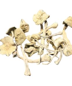 white rabbit mushrooms
