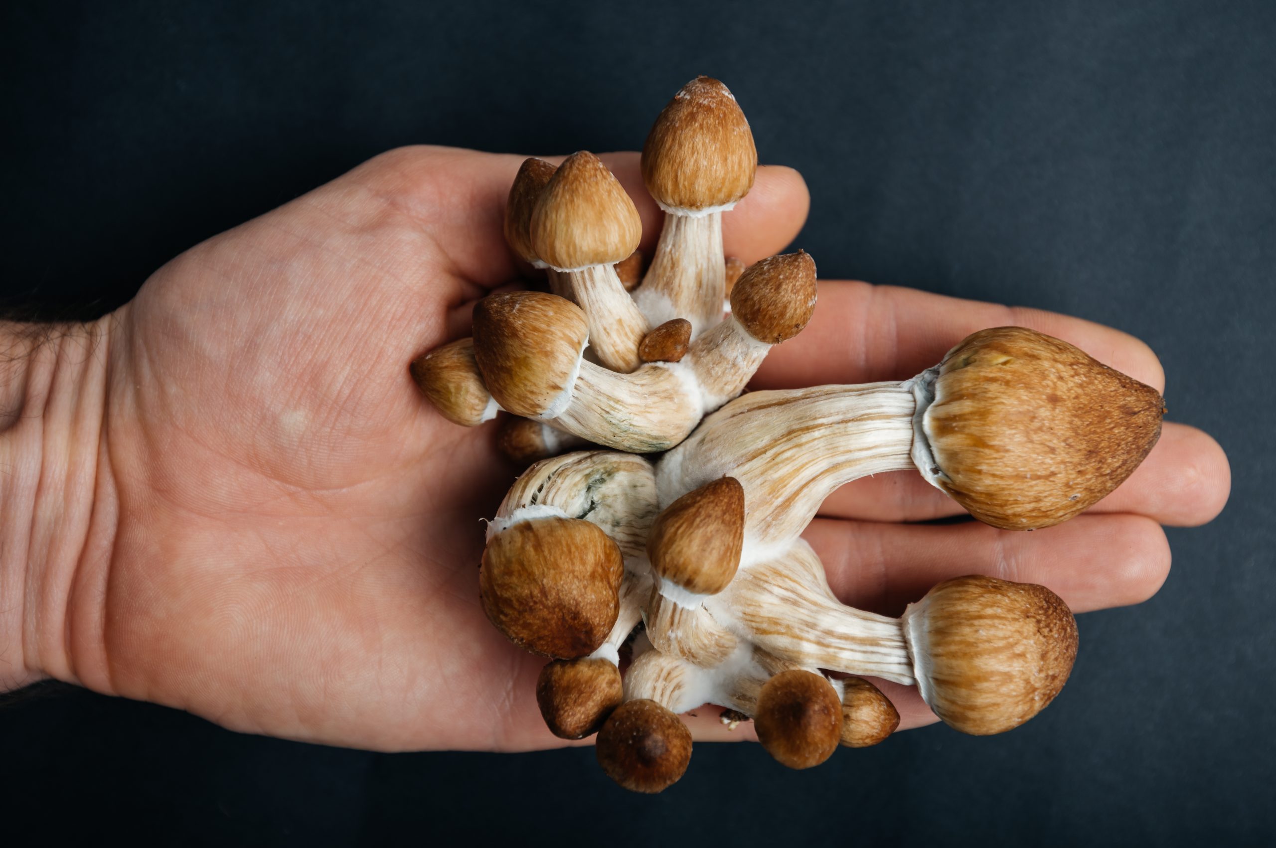 Shipping Policy magic mushrooms the trippy lab